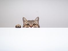 Cat Lovers! Ternyata ini Keuntungan Memelihara Kucing
