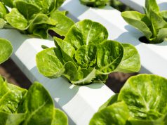 Berkebun Dirumah Jadi Praktis Dengan Metode Hidroponik