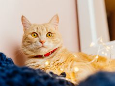 Tips Praktis Merawat Kucing Bagi Pemula Tips Praktis Merawat Kucing Bagi Pemula