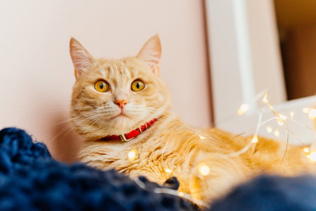 Tips Praktis Merawat Kucing Bagi Pemula