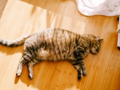 Cara Mencegah Obesitas Pada Kucing Kucing