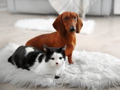 5 Perlengkapan Buat Kamu yang Ingin Merawat Anjing atau Kucing