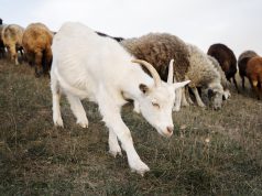 Jangan Sampai Salah! Ini Bedanya Kambing dan Domba kambing kurban