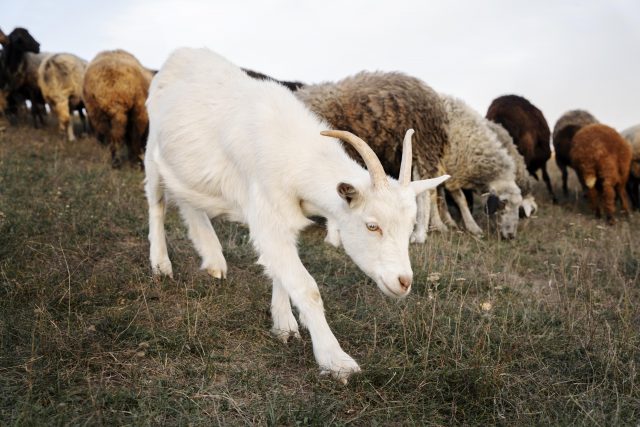 kambing kurban