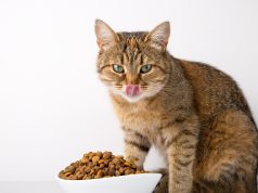 6 Makanan Kucing Terbaik dengan Harga Terjangkau Makanan kucing terbaik dengan harga terjangkau