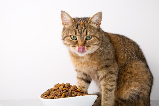 Makanan kucing terbaik dengan harga terjangkau
