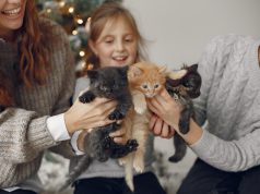 Panduan Memberi Makan Pada Anak Kucing
