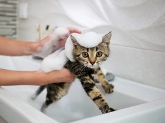 6 Tips Memandikan Kucing Yang Tepat dan Aman dari Luka