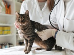 5 Ciri-ciri Kucing Sakit Yang Perlu Kamu Tahu