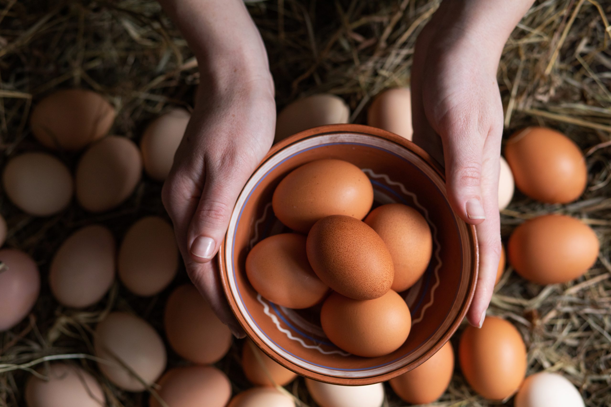 Jenis-jenis Telur Ayam Yang Perlu Kamu Tahu
