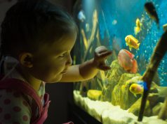 5 Tips Memelihara Ikan Hias di Akuarium Untuk Pemula cara memelihara ikan